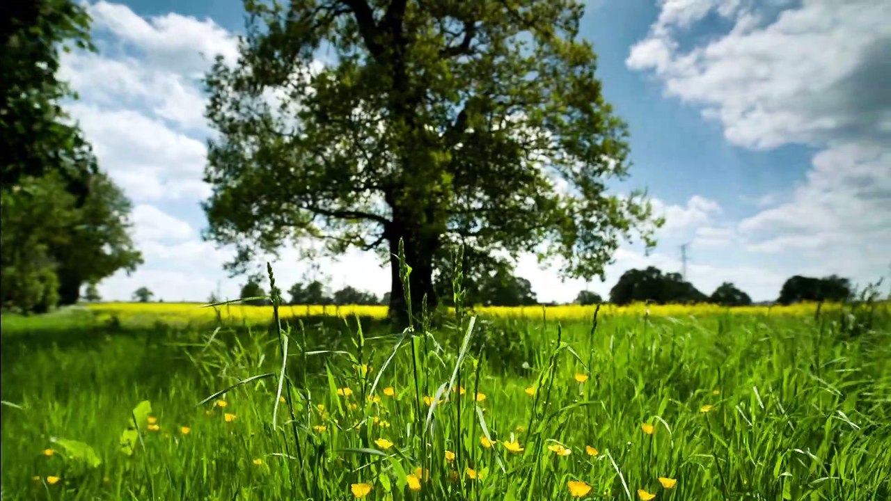 Nature with Soft Background Music - Relaxing Sounds for Studying - RelxRana Music 2022