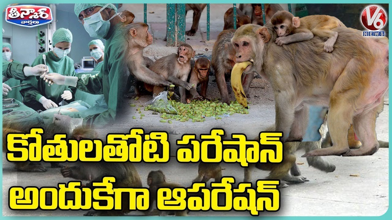 Public Face Problems With Monkeys , Decides For Family Planning Operations _ V6 Teenmaar