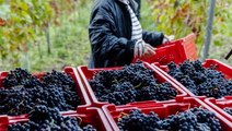 Swedish winery facing new struggles due to climate change