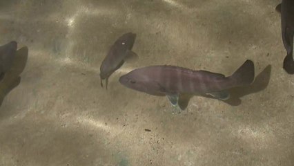 제주 '바리' 양식기술 수출 청신호 / YTN