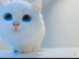 kid's masti- cats funny videos#12||cats masti karte hua