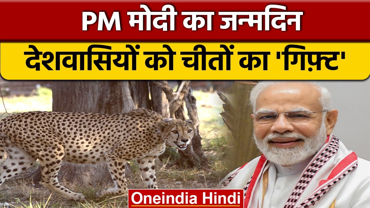 Namibia से India पहुंचे आठ Cheetah, Kuno National Park में रखने का इंतजाम | वनइंडिया हिंदी | *News