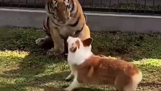Attack Of The Funny Dogs  The Best Videos About Dogs Part-14