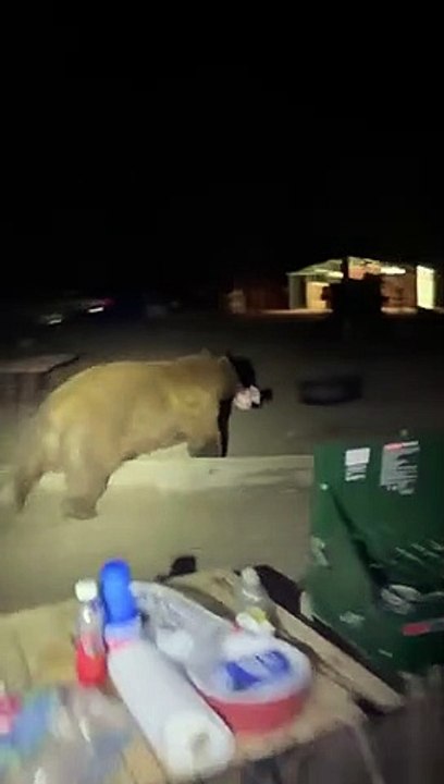 Black Bear Gets to Keep Bread