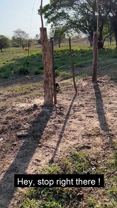 Anteater Follows Instructions