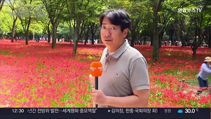 천년고찰 물들인 붉은 상사화…3년 만에 가을꽃 축제