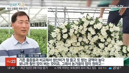 신품종 국화 '백강'…일본 품종 빠르게 대체