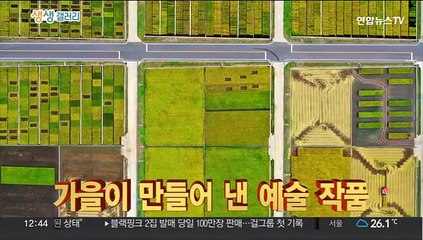 [생생갤러리] 가을이 만들어 낸 예술 작품 外