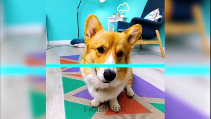 Awesome Gadgets Every Pet Owner Should SeeSHOULD SEE