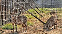 8 cheetahs to arrive at Gwalior in transcontinental flight from Namibia