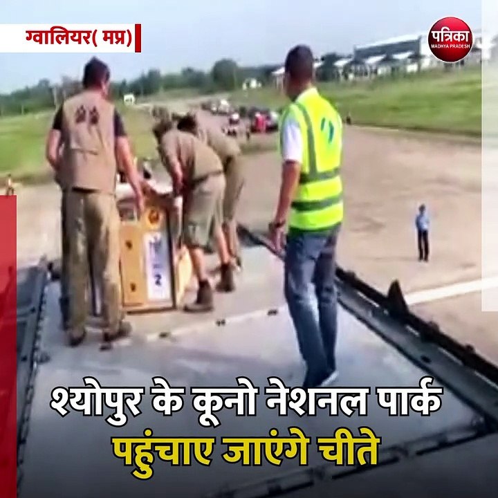 ग्वालियर (मप्र): 70 साल के बाद देश में चीतों का...
