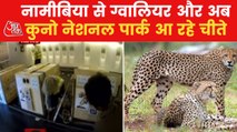 VIDEO: Boeing aircraft with cheetahs landed in Gwalior