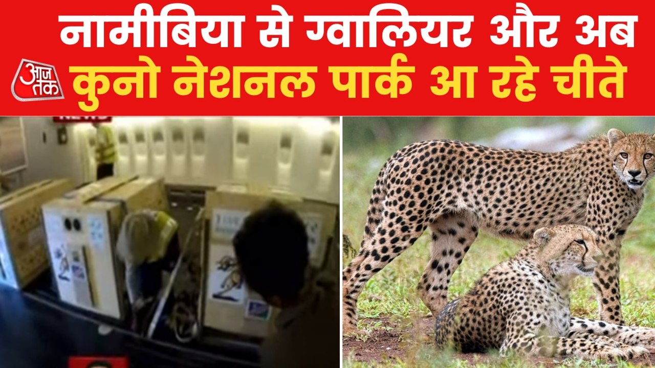 VIDEO: Boeing aircraft with cheetahs landed in Gwalior