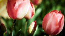 Tulip flowers||beautiful tulip flowers garden