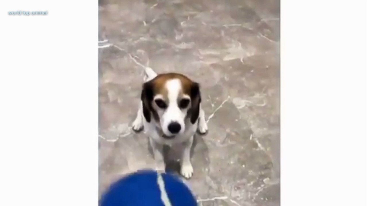 Dog's funny video 