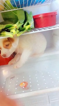 Puppy Refuses to Leave Fridge