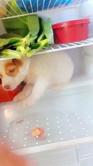 Puppy Refuses to Leave Fridge