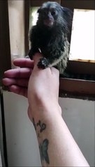 Baby Monkey Shows Affection After Being Pet