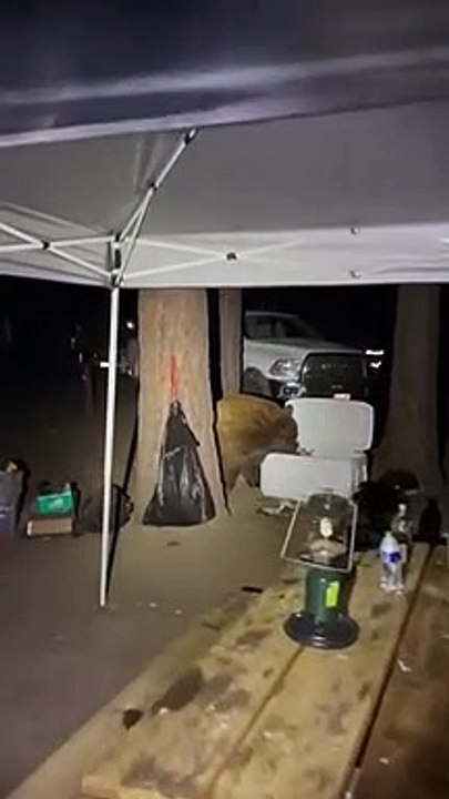 Black Bear Gets to Keep Bread