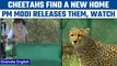 Cheetahs Back in India: PM Modi released Cheetahs in MP's Kuno National Park | Oneindia news *News