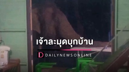 ป่วนไม่เลิก! ‘เจ้าละมุด’ มาอีกแล้ว ชาวบ้านผวา จุดประทัดไล่ดังยิ่งกว่าหนังสงคราม | HOTSHOT เดลินิวส์ 17/09/65