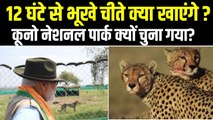 Cheetahs in Kuno National Park: 70 साल बाद भारत आए चीते क्या खाएंगे, कूनो पार्क में ही क्यों रखा गया?