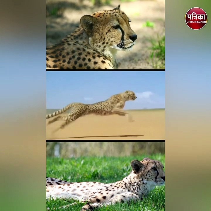 श्योपुर :  प्रधानमंत्री मोदी कूनो नेशनल पार्क में छोड़े चीते