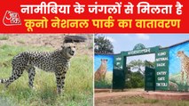 Why African Cheetahs have been in kept in Kuno national Park