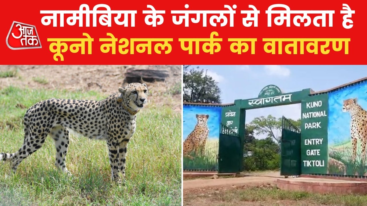 Why African Cheetahs have been in kept in Kuno national Park