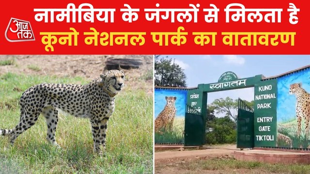 Why African Cheetahs have been in kept in Kuno national Park