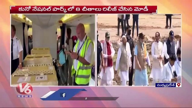 PM Modi Released 8 Cheetahs In Kuno National Park On Eve Of His Birthday _ Madhya Pradesh _ V6 News