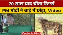 Namibia से लाए गए Cheetahs को PM Modi ने Kuno National Park में छोड़ा | वनइंडिया हिंदी | *News