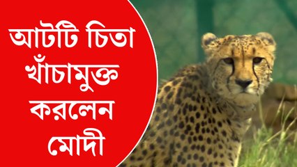 মোদী  নিজের ৭২তম জন্মদিনে খাঁচামুক্ত করলেন আটটি চিতা