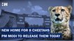 Headlines: Cheetahs In India, PM To Release Them Into Their New Home Soon| Narendra Modi Birthday