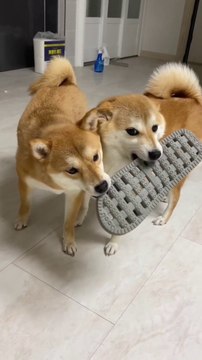 Guess who will win #dog #dogs #dogsofinstagram #dogslover #puppy #puppy #dog #dogsofinstagram #puppylove #dogs #puppiesofinstagram #dogstagram #instadog #puppies #cute #dogoftheday #love #doglover #doglife #doglovers #pet #puppylife #pets #doggo #inst