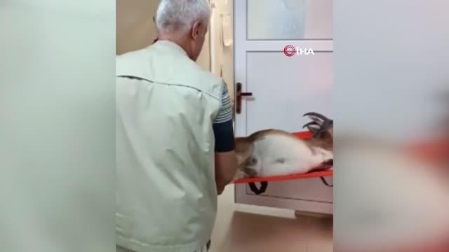 Son dakika haber... Av tüfeğiyle vurulan yaban keçisini kurtarmak için zamanla yarıştılar