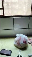 Baby Monkey Shows Affection After Being Pet