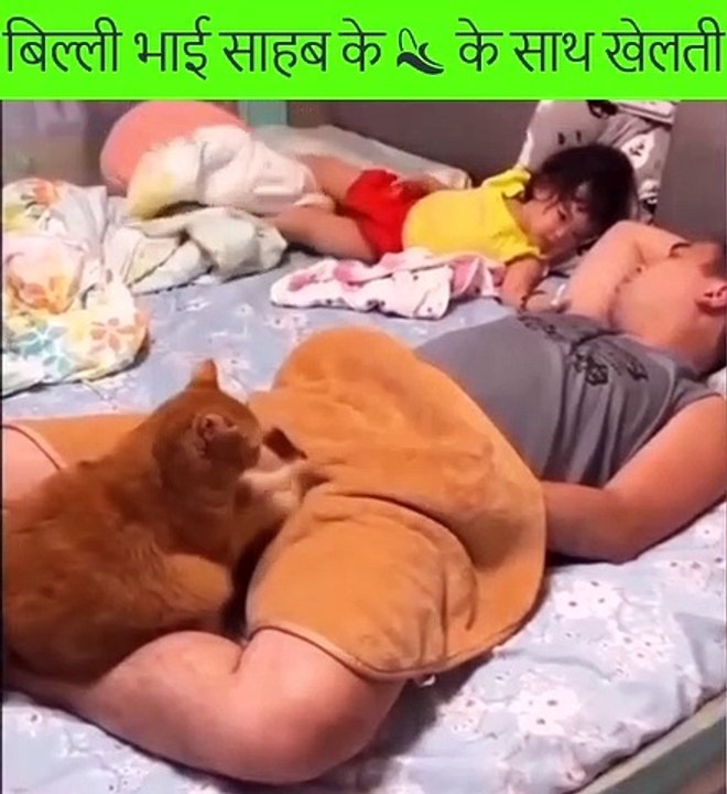 बिल्ली भाई साहब के  के साथ खेलती  #shorts #FunnyVideo Funny Video