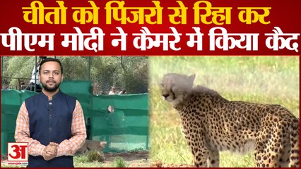 चीतों को पिंजरों से रिहा कर पीएम मोदी ने कैमरे में किया कैद । Cheetah In Kuno National Park