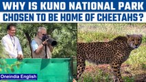 Madhya Pradesh’s Kuno is picked as home for African Cheetahs | Know why | Oneindia News*News