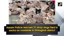 Assam Police rescues 31 stray dogs tied in sacks on roadside in Golaghat district