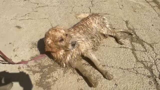 Maltempo, a Pianello di Ostra un cane si salva salendo su un letto
