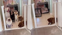The 'Dog Pack Gate Challenge' is the cutest, most impressive thing you'll see today