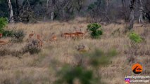Impala Walks Right into 3 Cheetahs