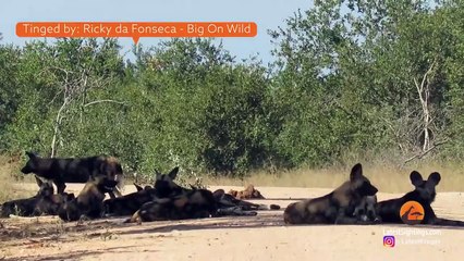 Lioness Tracks Down Wild Dogs From 4kms Away