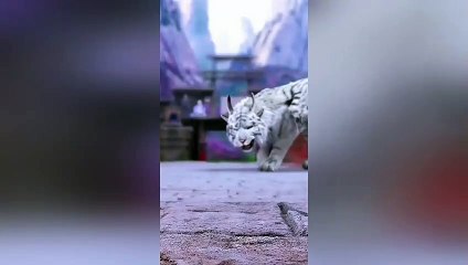 World Animal Tiger Attitude 4K edit Whatsapp status