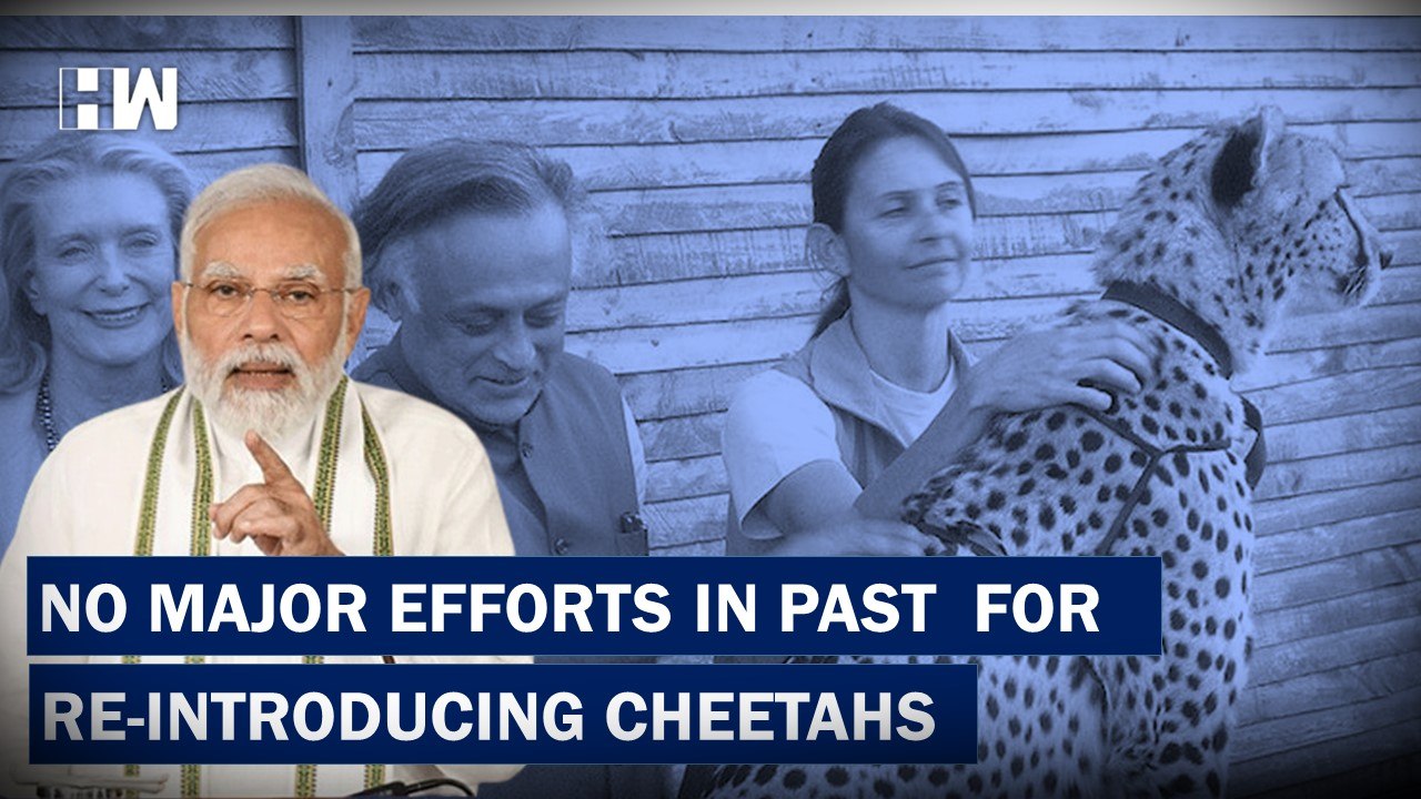 "Unfortunate That No Construtice Efforts Made To Re-Introduce Cheetahs For Decade":PM Modi| BJP