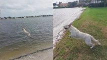 Athletic dog performs a MIND-BLOWING 30 feet long jump into water