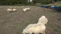 Sinop yerel haberleri: Sinop'ta aç kalan köpekler koyunları telef etti