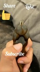 funny-dog-shorts-short-ytshorts.savetube.me